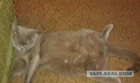 Котовторник  19.03.2013