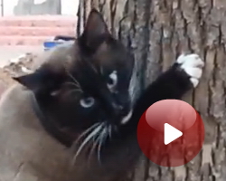 Обострение у котэ )))