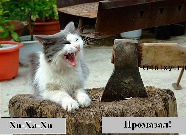 Мемасы из мемори