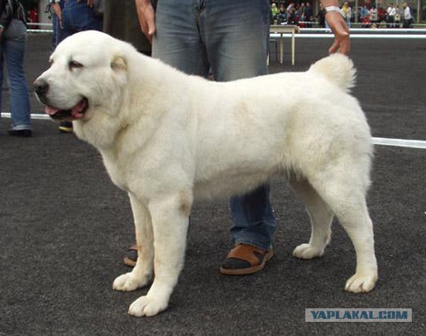 Породы собак для семьи