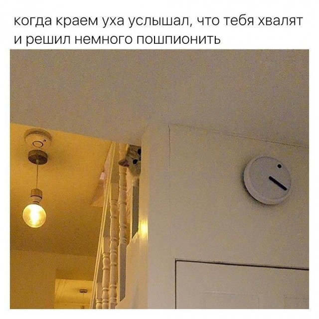 К котовторнику: подборка картинок-баянов с котиками и про котиков. Выпуск 16.