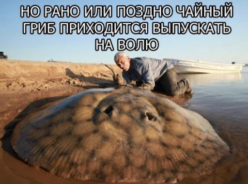 Чайный гриб на удачу