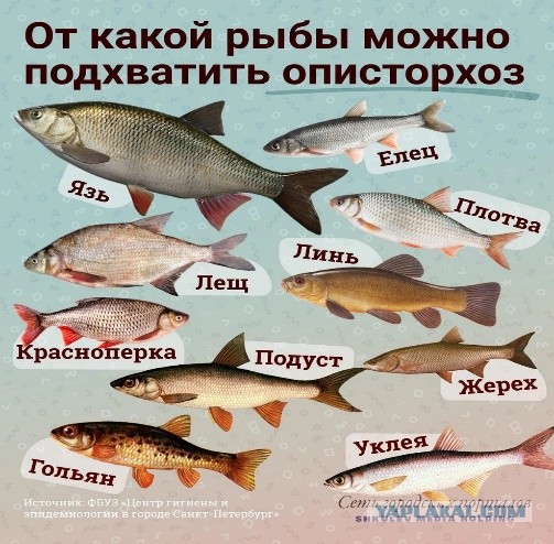 Тушки вяленых окуней хорошо хранить в банке.