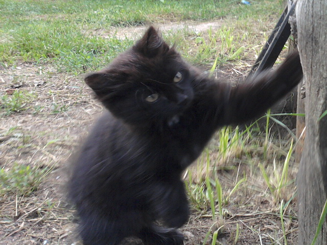 Котовторник 23.07.2013