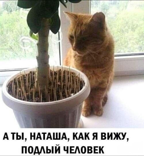 Картинки для деградации 199 (разной степени свежести)