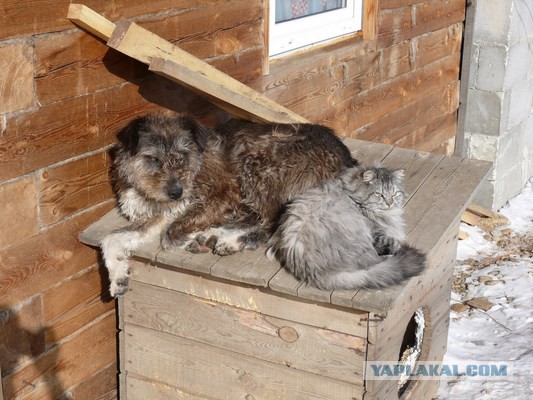 Жестокая бойня кошки и собаки