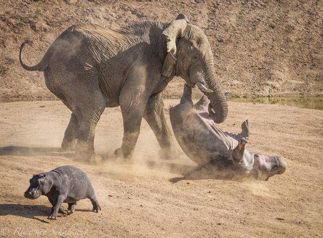 Бой двух гигантов: слон против бегемота