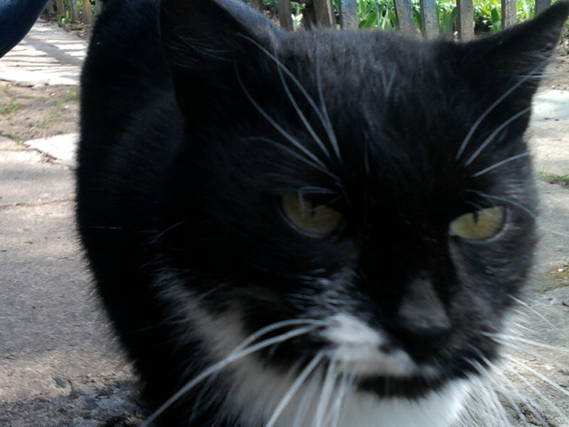 Котовторник   31.12.  2013