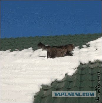 Кот на заснеженной крыше