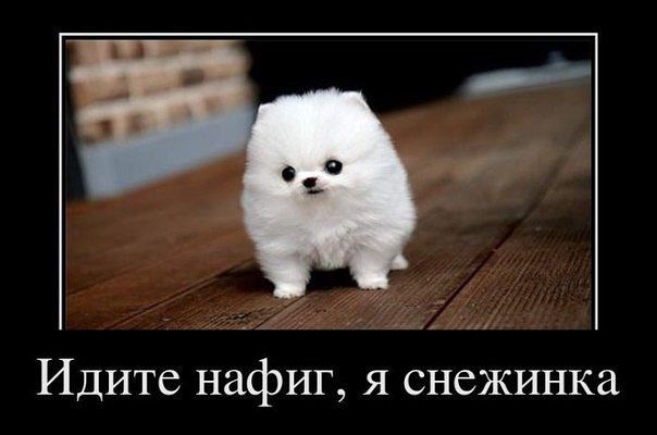 Капля позитива