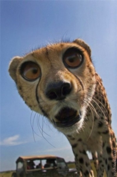 Чёртова дюжина слов