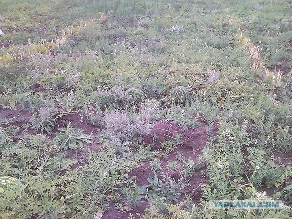 Польша назвала "репрессиями" запрет на ввоз овощей