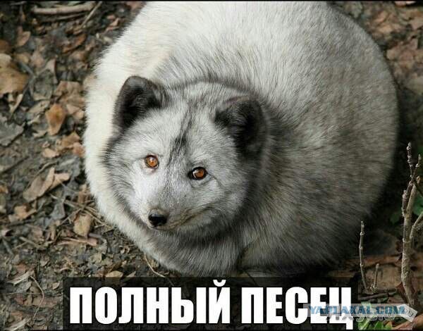 Немного смешных картинок из сети