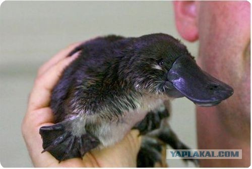 Скоро снова в тренде