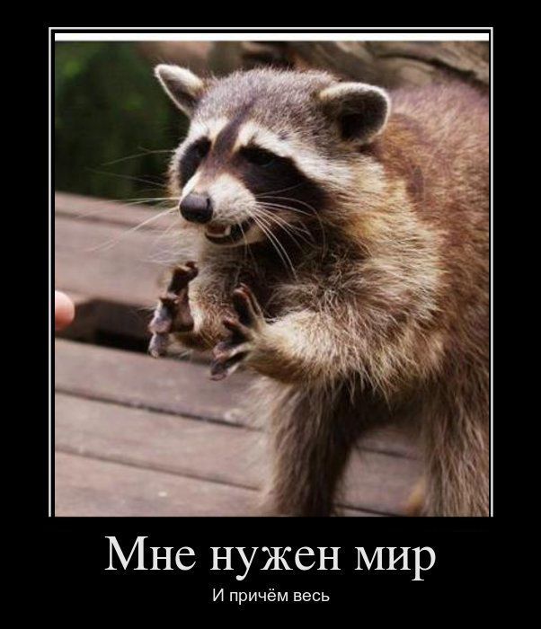 100 самых ценных фотографий енотов