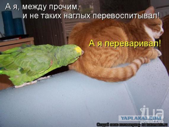 Спой, птичка !
