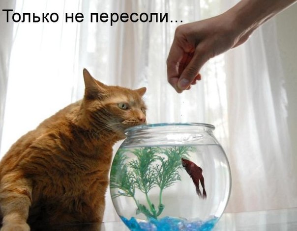 Котэподборка