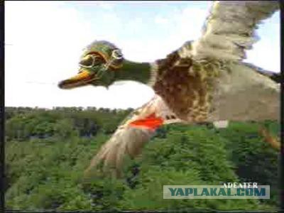 "Чувак, осторожно, УТКА!"