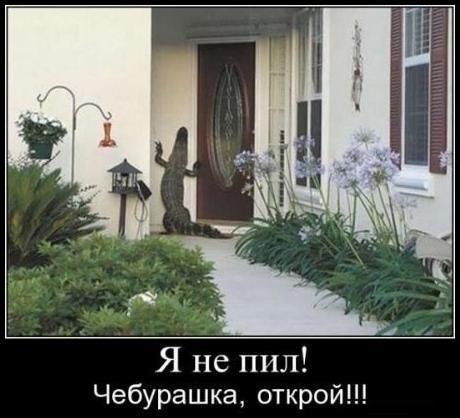 Прикольные картинки