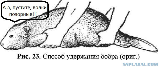 Способ удержания бобра