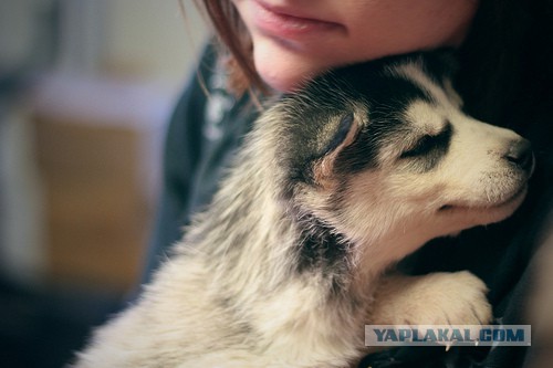 Собакочетверг