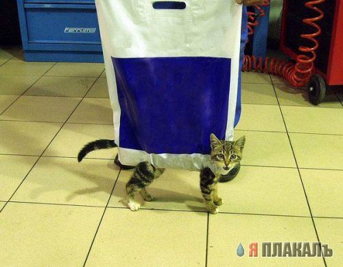 Коты, кошки, котята