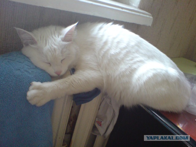 Кошка, которая спит не там (котовторнику посвящается)