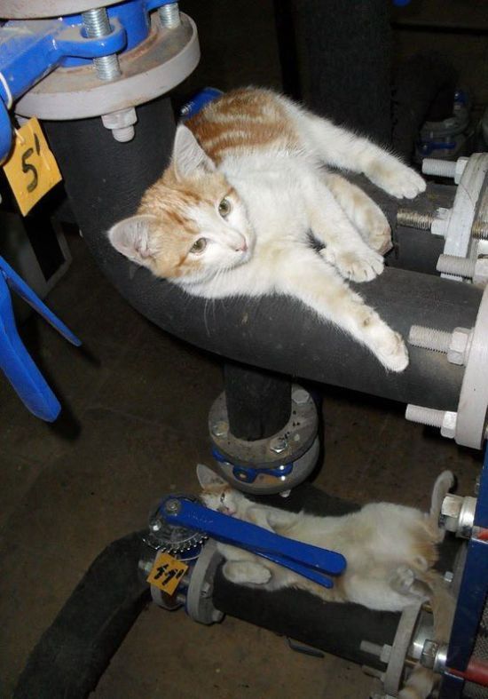 Демы к котовторнику!