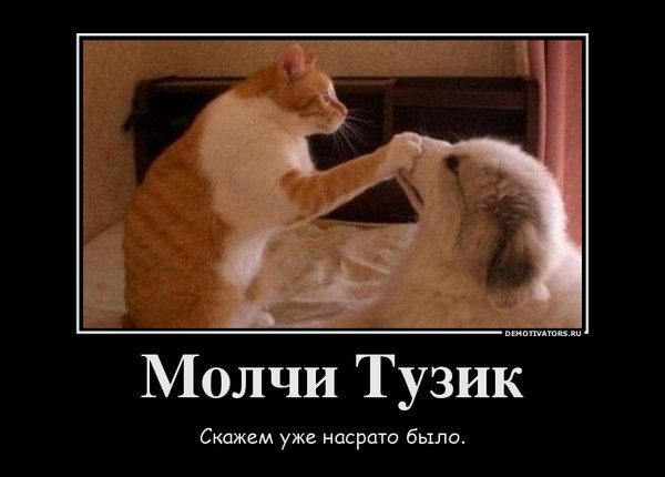Демы к котовторнику!