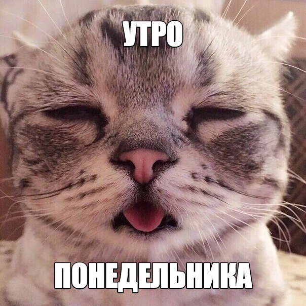 Мохнатые беспредельщики
