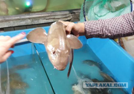 Автостопом из Москвы в Юго-Восточную Азию