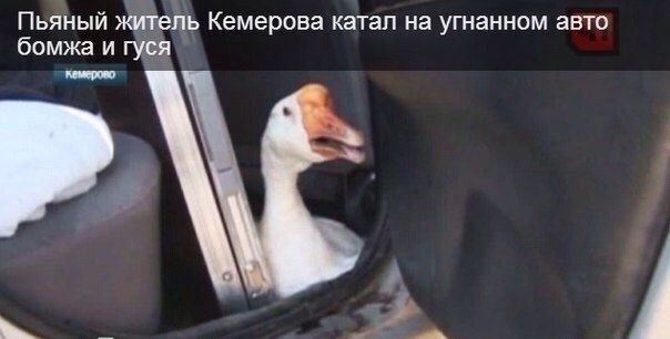 Подборка смешных картинок