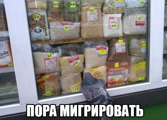 Прикольные животные