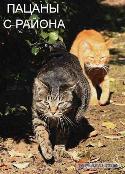 Котовтоник 29.11.2016.