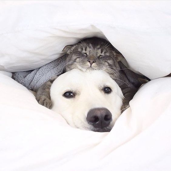 Коты из сети