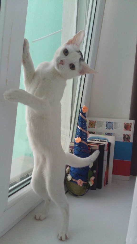 Коты и Кошки