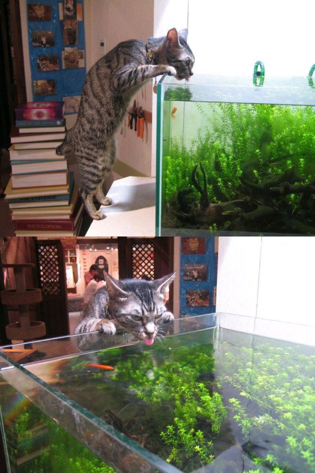 Коты и Кошки