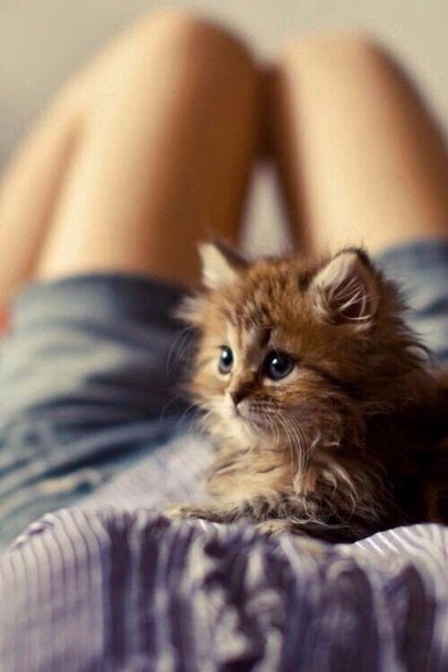 Коты и Кошки