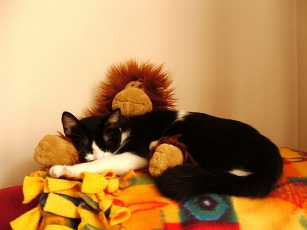 Коты и Кошки