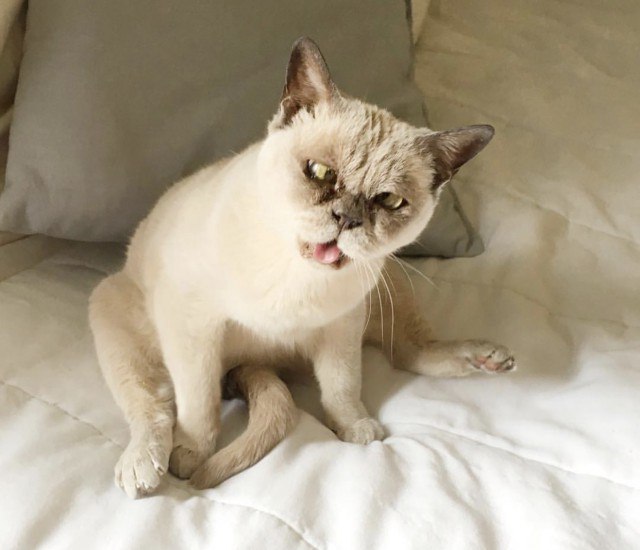 Коты и Кошки