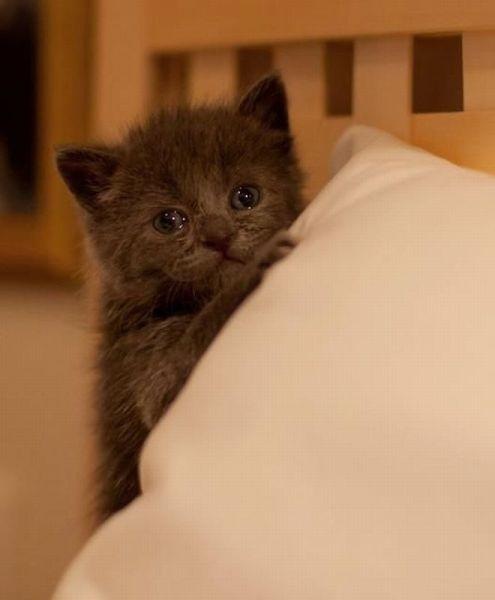 Коты и Кошки