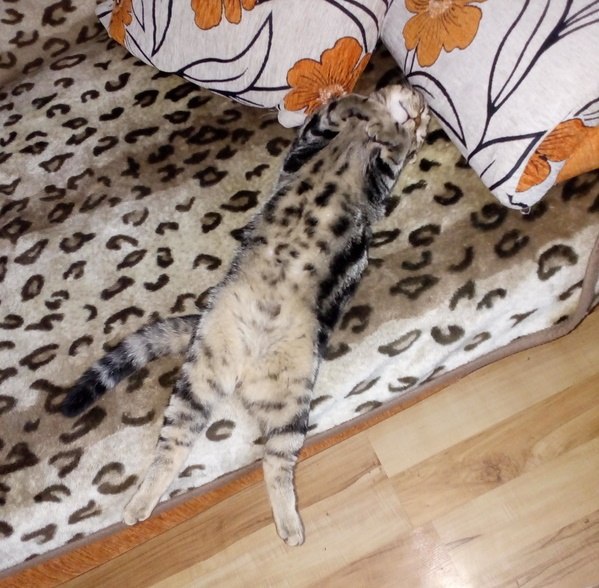 Коты и Кошки