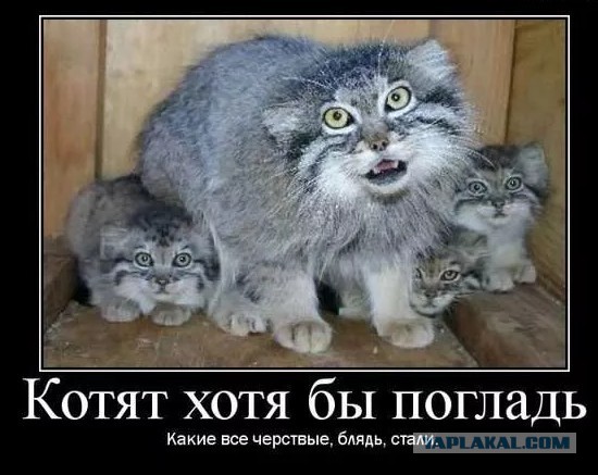Манулу не нравятся сугробы. Манул недоволен