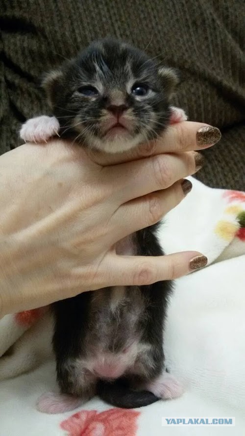 А не открыть бы нам котовторник 03.04.2018