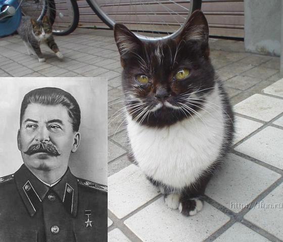 Прикольные коты на среду! ОЧЕНЬ МНОГО! Часть 2
