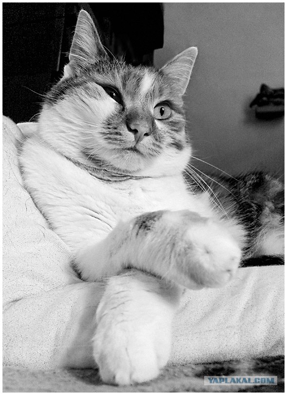 УРРААА ! Котовторник на ЯПлакалъ !