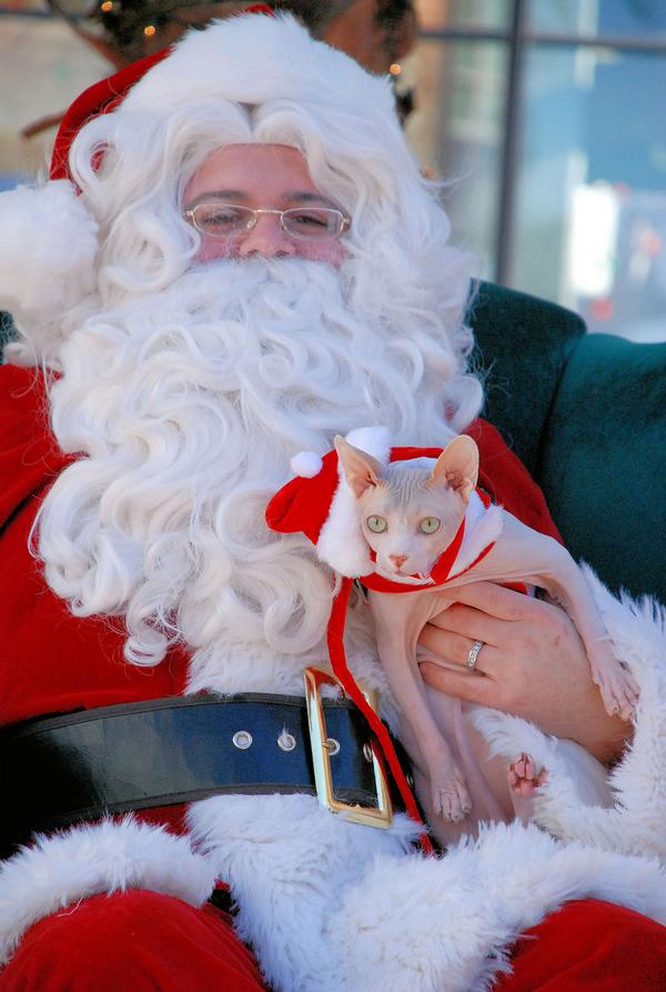 Новогодний КОТОВТОРНИК!