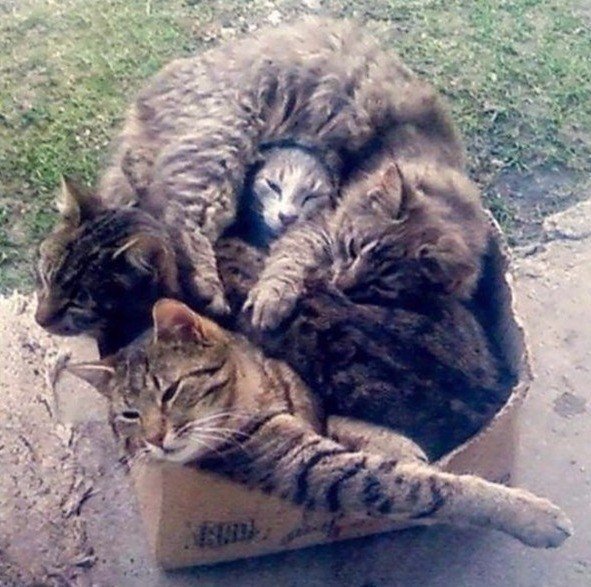 Немного милоты