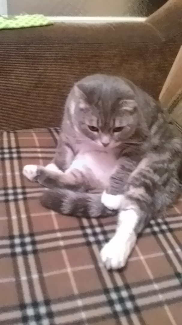 Немного милоты