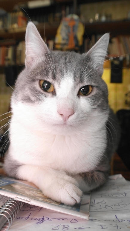 Первый КОТОВТОРНИК 2012